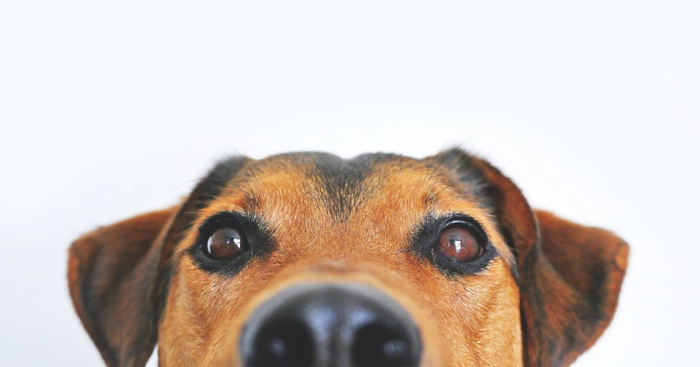 Riechen - riechst du besser als dein Hund?
